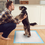 Dog standing on a training pad while a pet owner practices indoor potty training